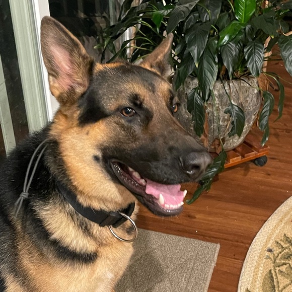 Meet your Posher, Tommy. - Picture 3 of 3